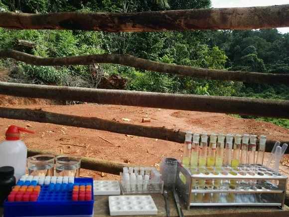 ليچنگ تي سوڊيم سائانائيڊ ۽ سوڊيم ڪلورائڊ جي گڏيل وجود جو اثر