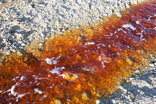 The Hazards of Sodium Cyanide to Soil and the Environment